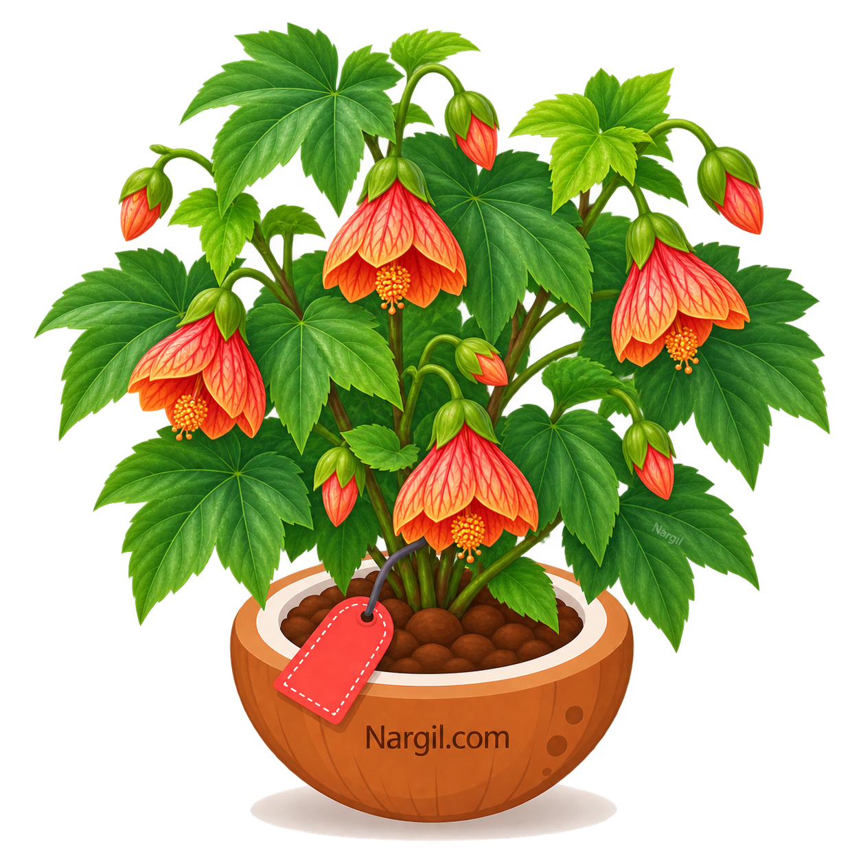 Nargil_Abutilon Striatum